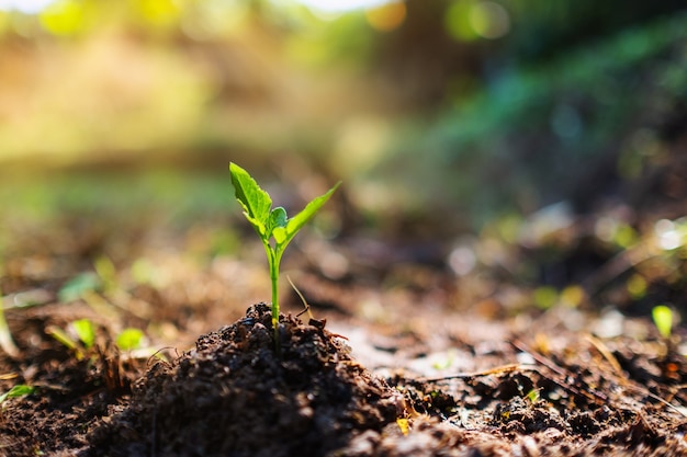 Imagem aproximada de uma pequena planta crescendo em uma pilha de solo no jardim