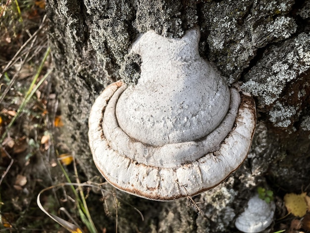 Imagem aproximada do cogumelo chaga na árvore