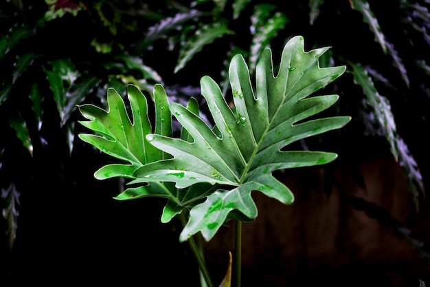 Imagem aproximada do filodendro Selloum planta a planta de casa tropical para a decoração da casa