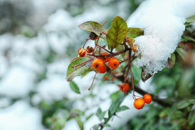 Imagem aproximada do galho da piracanta coberto de neve