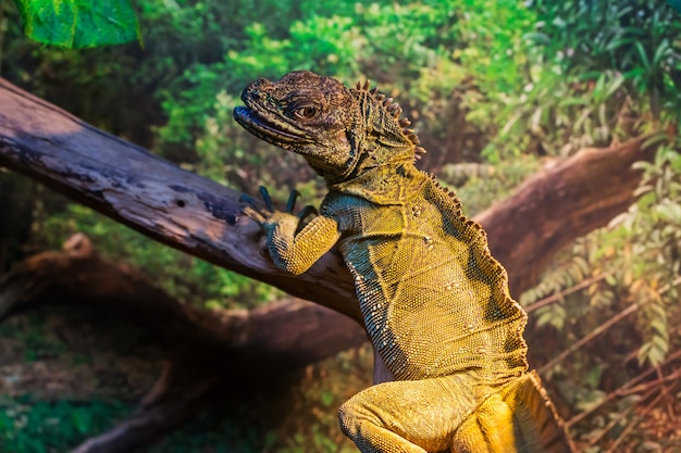 Imagem aproximada do lagarto iguana réptil gigante com plantas atrás