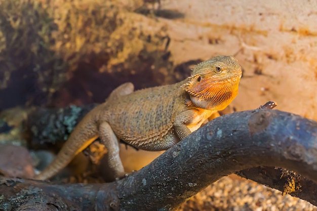 Imagem aproximada do lagarto iguana réptil gigante com plantas atrás