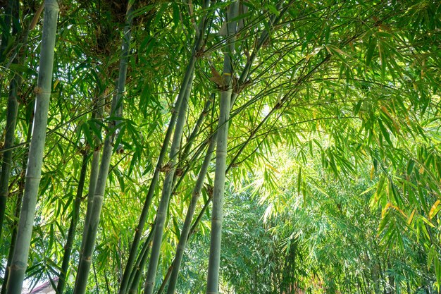 Imagem bonita da folha e da árvore de bambu para o fundo do estilo de vida do tema da Ásia.