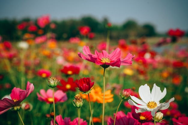 Imagem bonita da paisagem com campo de flor do cosmos no por do sol.