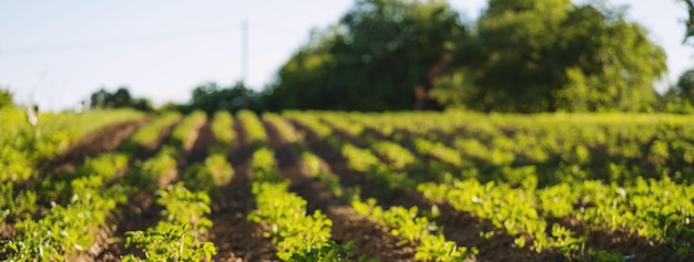 Imagem borrada do campo de batata em um dia ensolarado de primavera