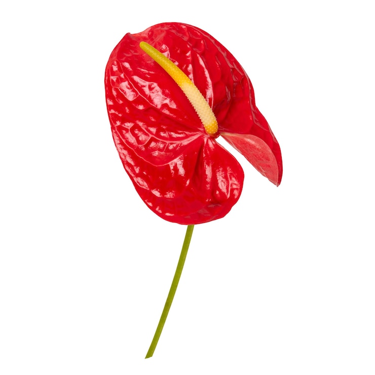 Foto imagem botânica de flor de folha de anthurium png vermelho em fundo transparente