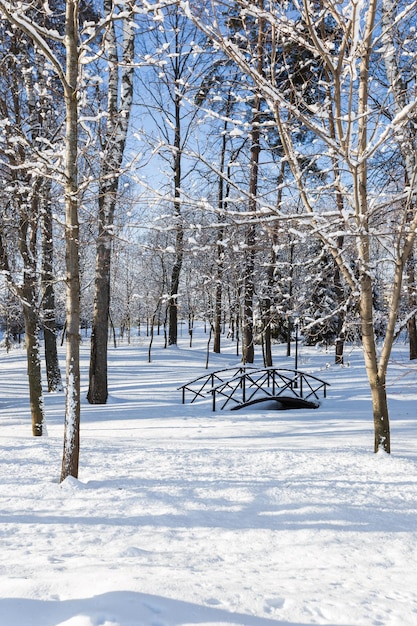 Imagem cênica de abetos vermelhos. Dia gelado, cena invernal calma. Localização Rússia. Excelente imagem da área selvagem. Turismo ou conceito de Natal.