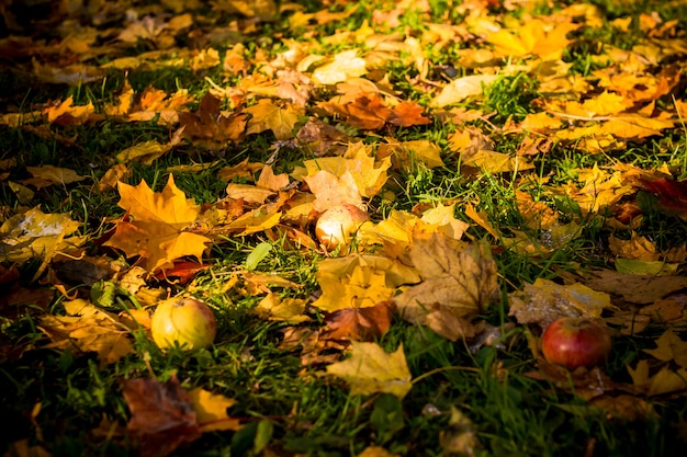 Imagem colorida do backround das folhas de outono caídas perfeitas