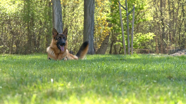 Imagem com cão pastor alemão sentado na grama no parque natural