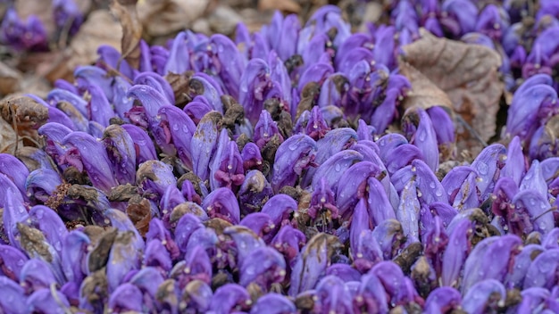 Imagem com foco seletivo roxo clandestino de Lathraea e gotas de ahua no parque natural