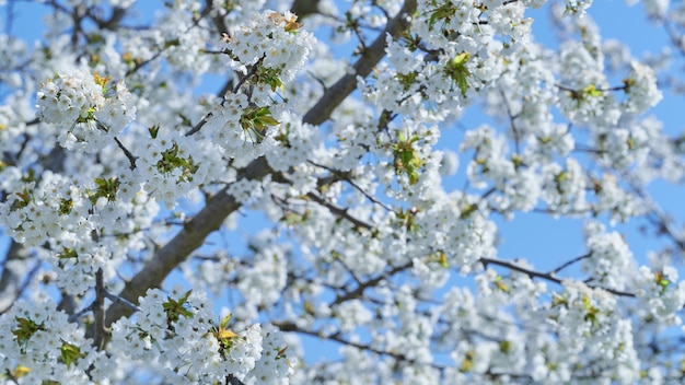 Imagem com ramos de cerejeira em plena floração da primavera com foco seletivo e fundo desfocado