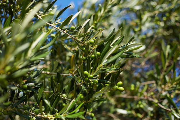 Imagem com um galho de oliveira na ilha de Corfu