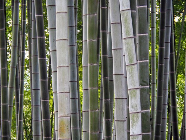 Foto imagem completa de bambu crescendo na floresta