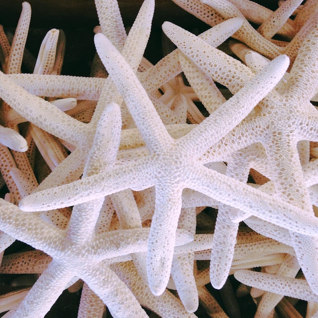 Imagem completa de conchas de estrelas do mar