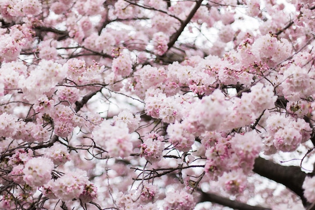 Imagem completa de flores de cerejeira florescendo em galhos de árvores