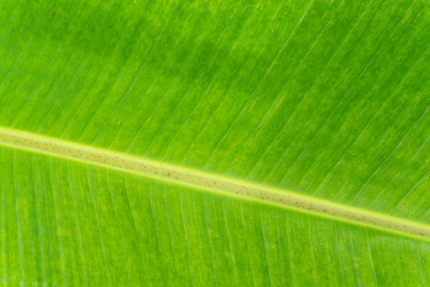 Imagem completa de folha verde