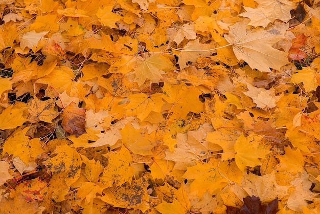 Foto imagem completa de folhas de outono caídas