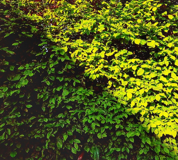 Foto imagem completa de folhas verdes