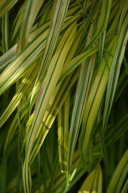 Imagem completa de folhas verdes