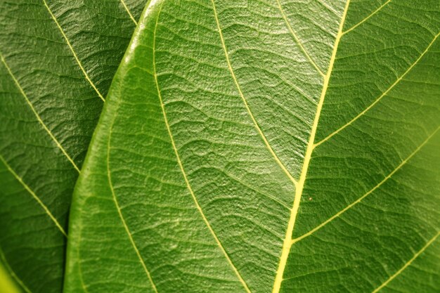 Foto imagem completa de folhas verdes