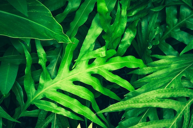 Imagem completa de folhas verdes