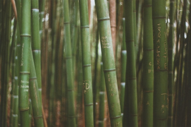 Imagem completa de plantas de bambu na floresta