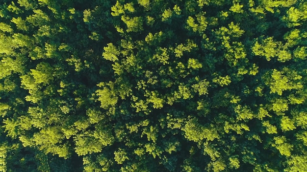 Foto imagem completa de plantas