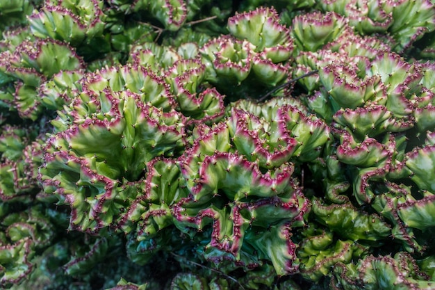 Foto imagem completa de plantas