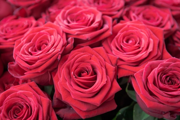 Imagem completa de rosas vermelhas