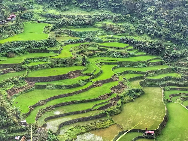 Imagem completa de um campo de arroz