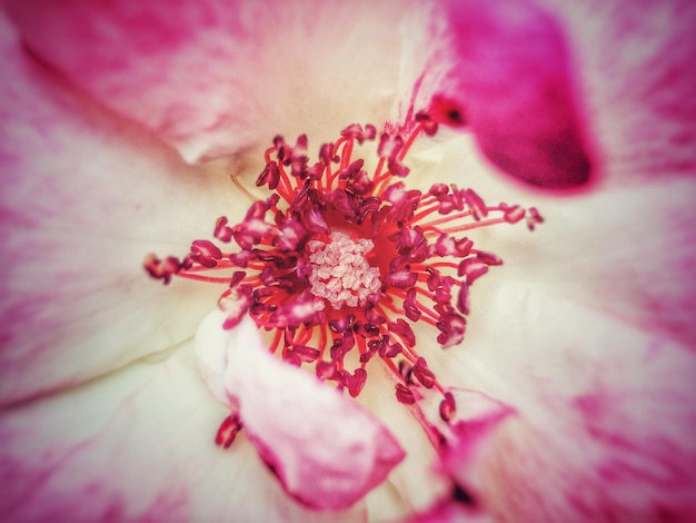 Imagem completa de uma flor rosa florescendo ao ar livre