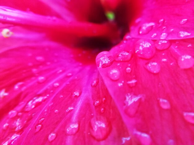 Foto imagem completa de uma flor rosa molhada