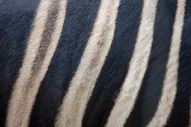 Foto imagem completa de uma zebra