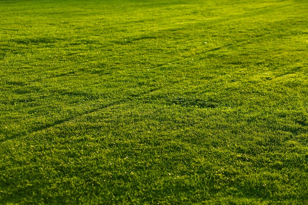 Imagem completa do campo verde