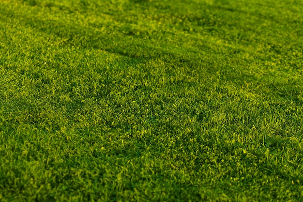 Imagem completa do campo verde