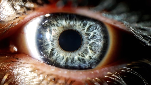 Foto imagem completa do olho humano