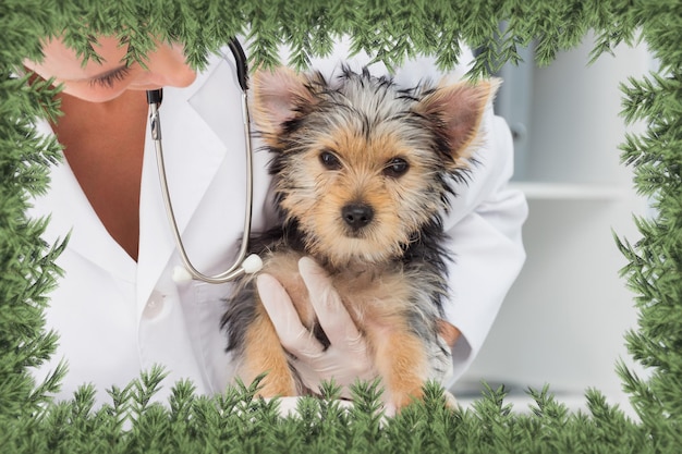 Imagem composta de veterinário segurando um cachorrinho fofo contra galhos de abeto verde