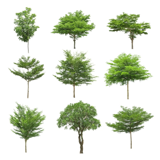 Imagem composta digital de árvores contra fundo branco
