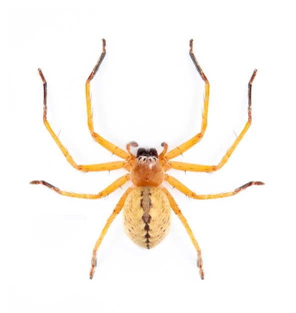 Imagem da aranha caçador é uma família de sparassidae no fundo branco. inseto. animal.