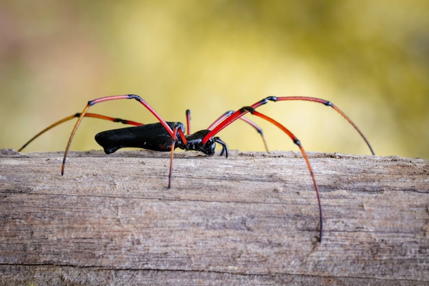 Imagem da aranha preta do orb-weaver (nephila kuhlii) na árvore. inseto. animal