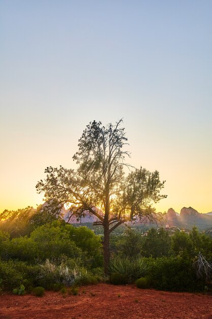 Foto imagem da árvore no deserto com brilho laranja do pôr do sol do nascer do sol e montanhas de vermelho no fundo vertical