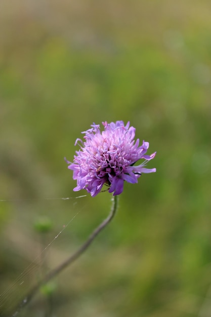 Imagem da bela flor de lila do prado