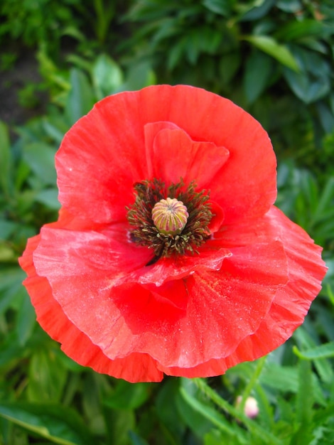 Imagem da bela flor vermelha da papoula vermelha