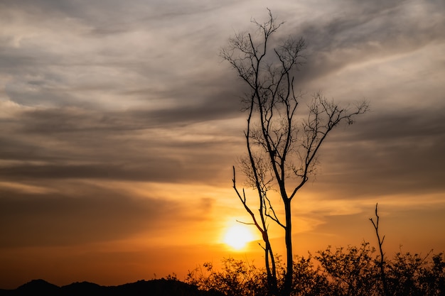 Imagem da bela paisagem com silhueta de uma árvore morta ao pôr do sol