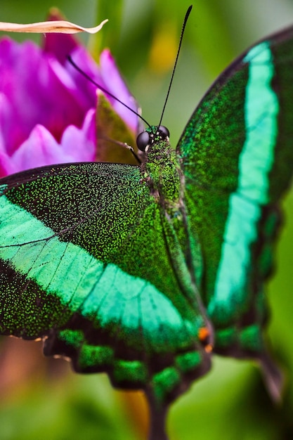 Foto imagem da borboleta emerald swallowtail descansando em uma flor roxa