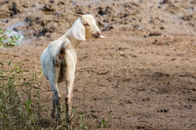 Imagem da cabra branca no fundo natural Farm Animal