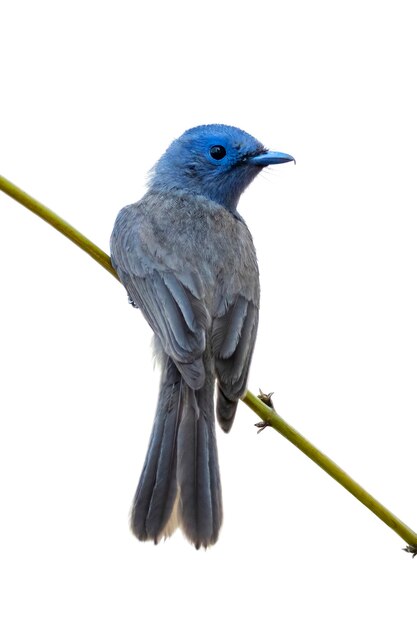 Imagem da fêmea do monarca preto-naped (hypothymis azurea) em um galho de árvore no fundo branco. pássaros. animal.