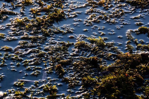 Imagem da foto do fundo da textura do teste padrão da grama verde