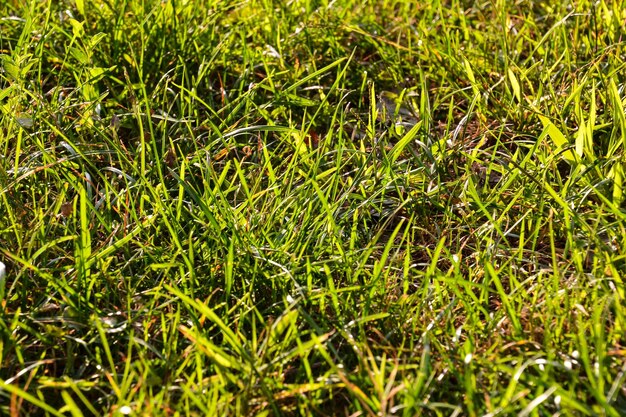 Imagem da foto do fundo da textura do teste padrão da grama verde