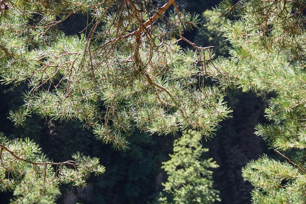 Imagem da foto do ramo do pinheiro no fundo das montanhas no dia de verão